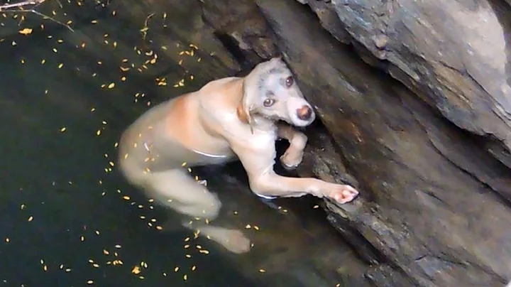 A drowning dog's desperate wish comes true. - DayDayNews