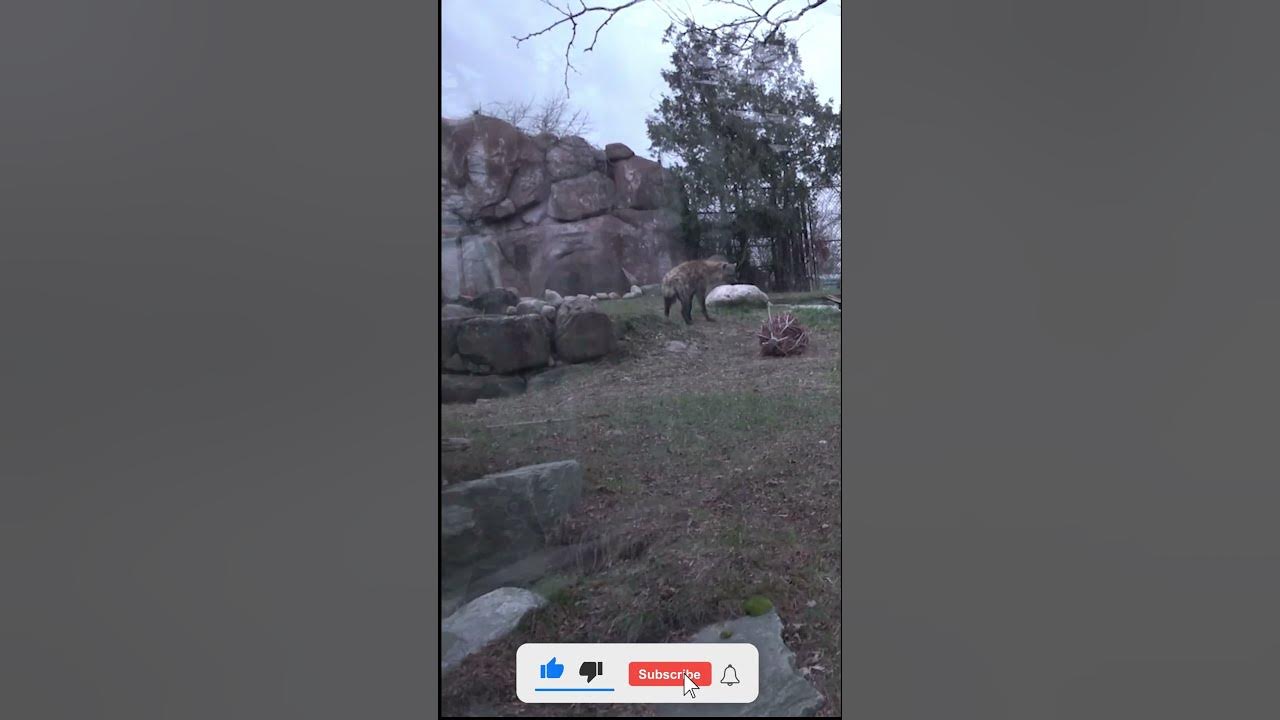 HYENAS originated in the Eurasian jungles 22 million years ago Average