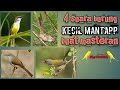 4 Suara Burung Variasi Tembakan Cocok Untuk Masteran Omkicau(.mp3 .mp4) Mp3 - Mp4 Download