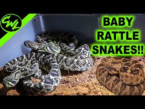 BABY RATTLESNAKES!!!! Ep.41 - Chandler'