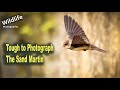 UK Wildlife and Nature Photography | Photographing the Sand Martin