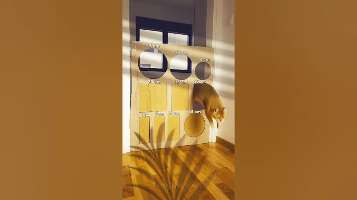 Watch the video about Cat Cardboard Challenge Wall 😼 #catvideos #cats #meow
