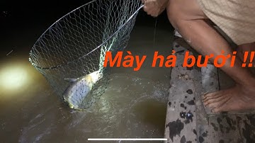 Giăng câu đường # trúng ổ cá bông lau , cá ngát , cá lăn