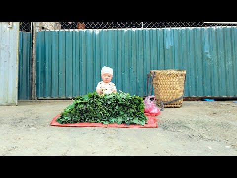 A poor father and son harvest cassava leaves to sell to buy food 