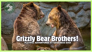 Second Chance at Life! Rescued Grizzly Bear Brothers Find Home at San Diego Zoo