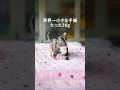世界で最も小さな子猫のサムネイル