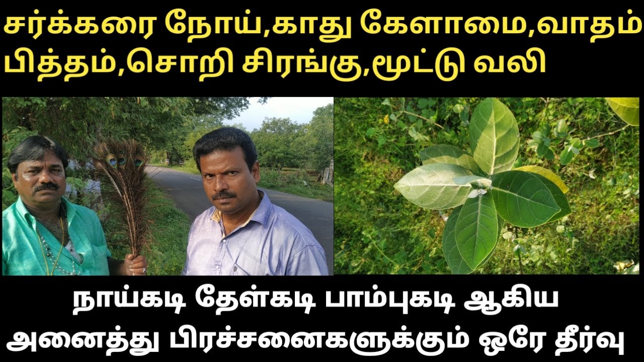 mayil iragu  : erukan chedi