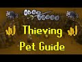 Old school runescape thieving pet guide fastestbest gp