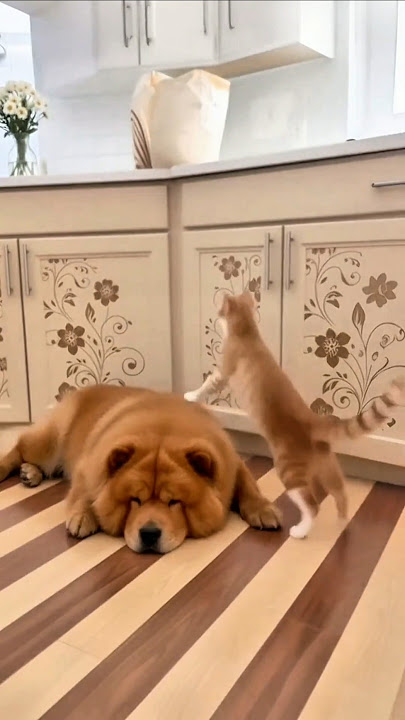 Poor Dog, naughty Kitty 🥹Owner comes to see the mess 😄#dogstory #catstory #catvsdog #pets