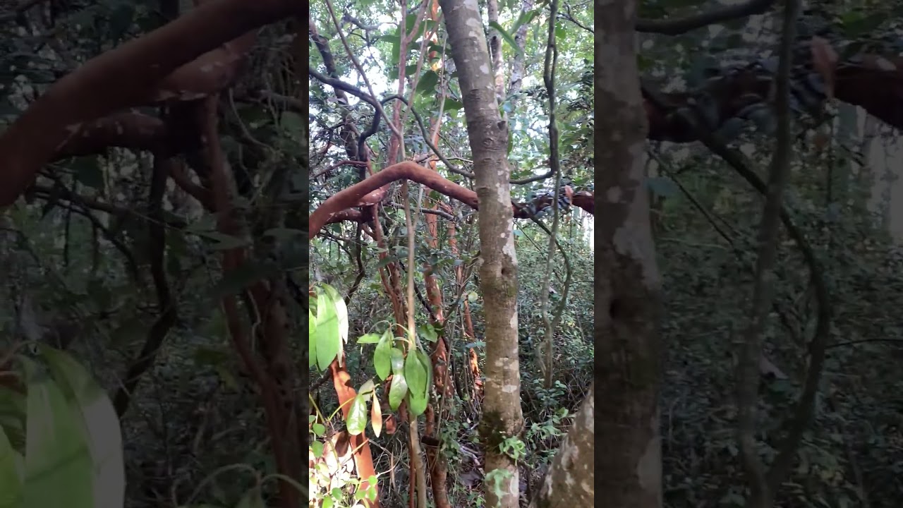 Matorrales enredados  