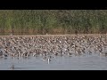 RSPB Frampton Marsh Nature Reserve - 2020