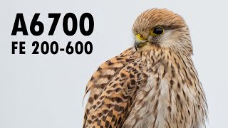 Sony A6700 | FE 200600 | Dutch Nature 4k Slowmotion | Bird Autofocus