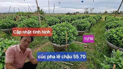 Cập nhật tình hình cúc pha lê chậu 55 70 vườn nhà Ba Nhân chiều cao vượt trội chắc phải hãm lại bớt