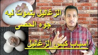 اسباب كبس الحصى - ليه الزغاليل بتموت داخل البيض ( الأسباب والعلاج )