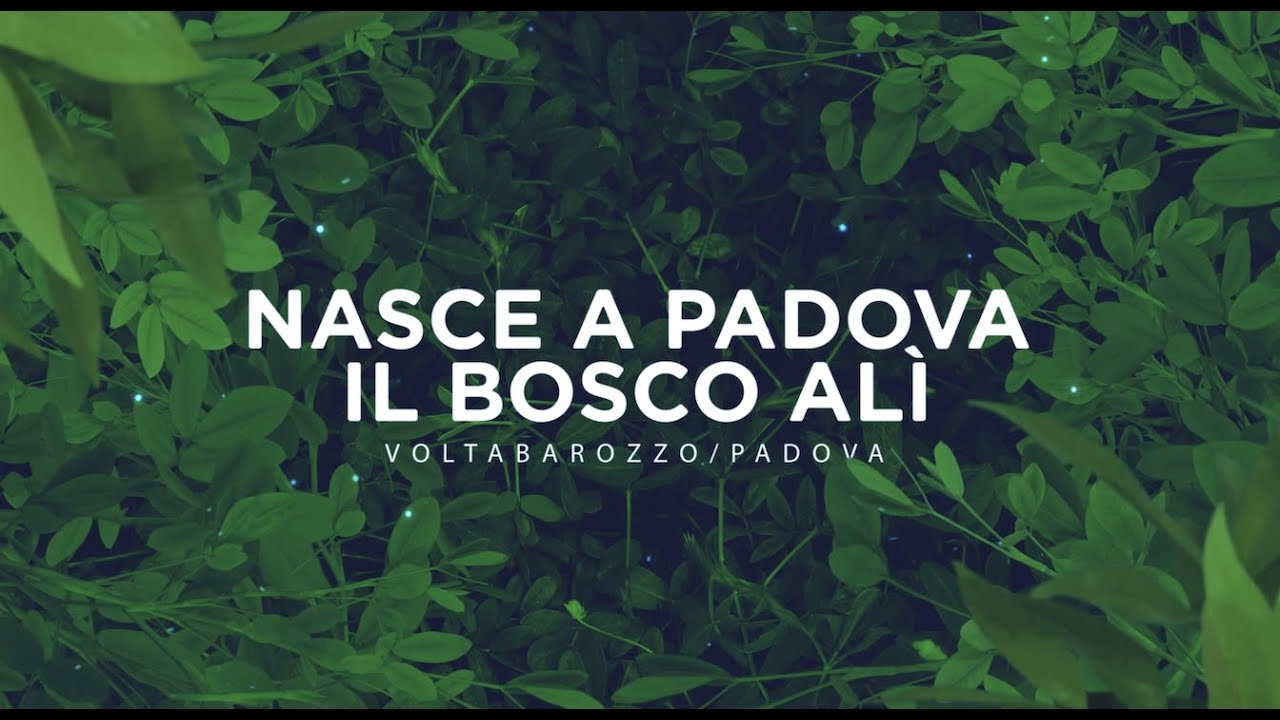 BOSCHI URBANI - Bosco di Voltabarozzo - Padova (PD)