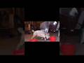 Funny animals videos #funny #animals #shorts #video