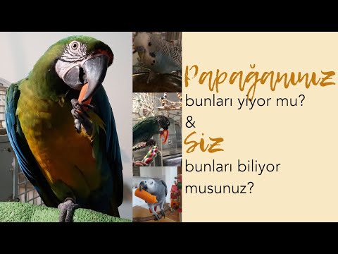 Video: Papağanlar Hakkında Her şey: Nasıl Beslenir