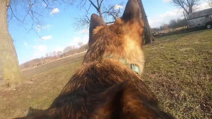 Belgian Malinois - Taking A Ride