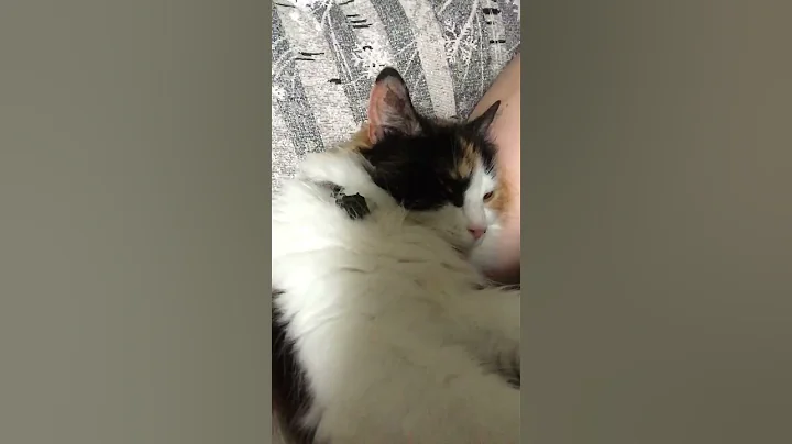 Video 3838231: manx kitty, calico manx, manx kitten, kitten cutecat