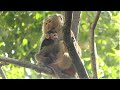 Million Pity Poor Baby Jody Kidnapped By Bonita Beating and Torturing Him cry Scared Up On The Tree.