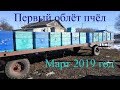 Первый весенний  облёт пчёл карпатка (20 марта 2019г.)/Первая обножка