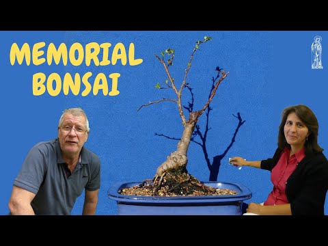 A gift for Mother&rsquo;s Day - Zita&rsquo;s Apple Bonsai project.