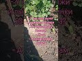 Лыжи #анекдоты #приколы #мемы