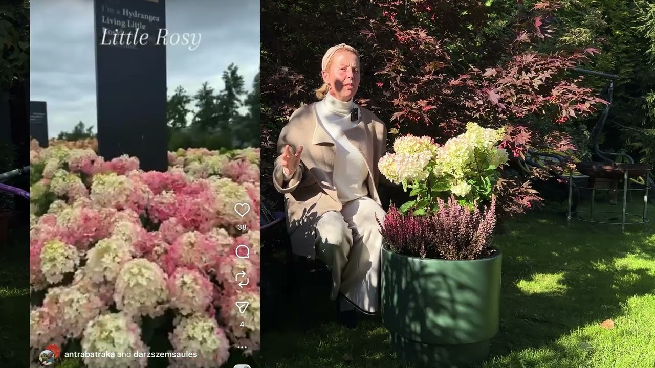 Hortenzija( skarainā) Little Rosy. Mazais, sārtais dārza  brīnums.