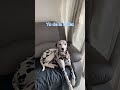 De donde viene la palabra pantalón ? #pantalones #perros #mascotas