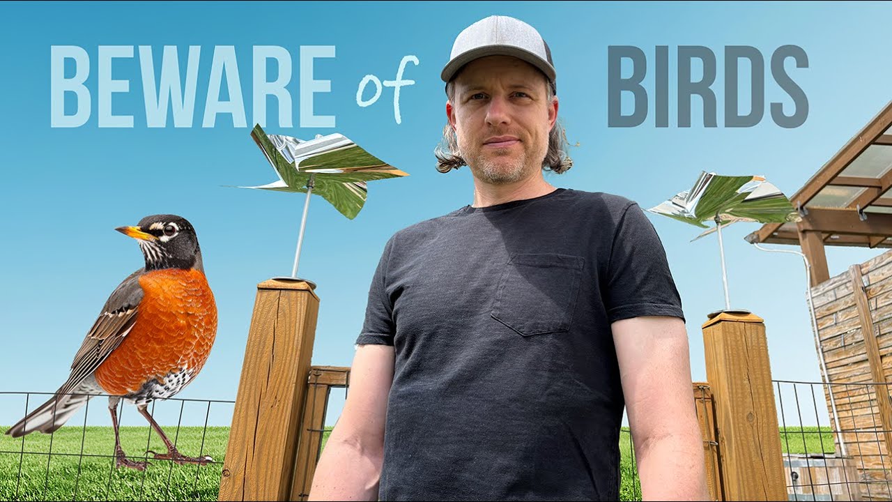 How to Get Rid of Birds on Your Porch: Easy & Effective Tips