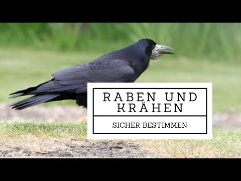 Video: Unterschied Zwischen Krähe Und Rabe