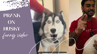 Prank video on Husky Shary || funny dog husky reaction #dog