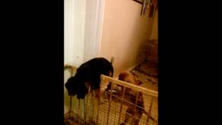 Cavalier puppy escape artist! Black &amp; tan and ruby baby puppies