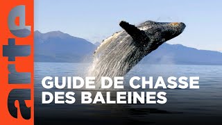 L'union fait la force | Les super-prédateurs des mers (1/3) | ARTE Family