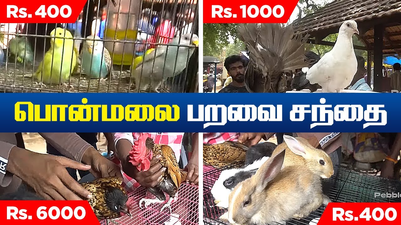 Ponmalai Sunday Market Pet Stall