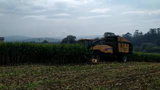 Ensilado do millo en Clun (Os Irmandiños)