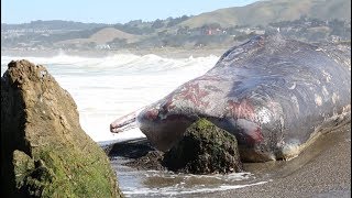Learning from Strandings | California Academy of Sciences