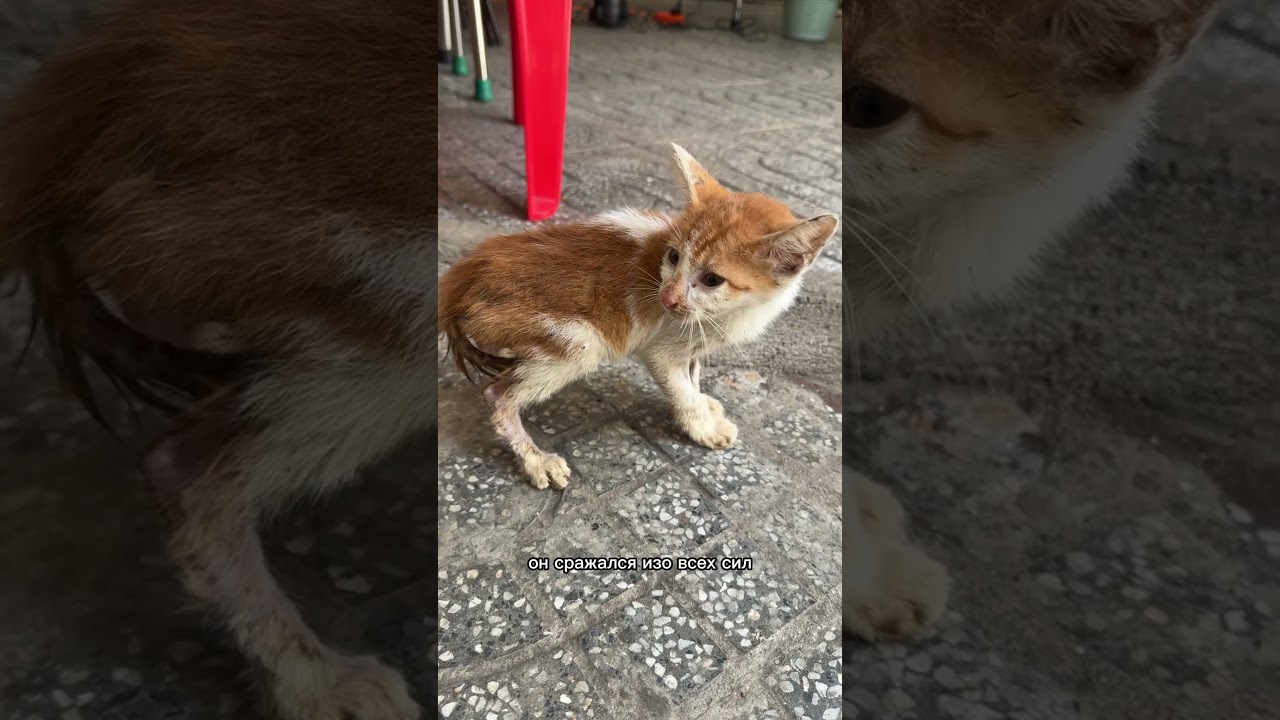 Спасение котенка во Вьетнаме #котенок #вьетнам #спасение_животных