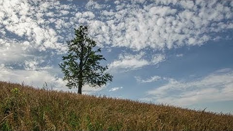 Tree and Clouds | Stock Footage - Videohive