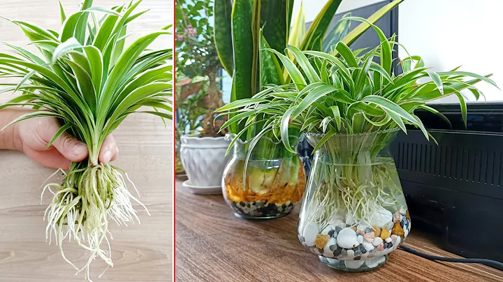 Spider rope indoor plants, a plant with great healing properties, 5T1 ideas - DayDayNews