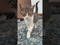 Cat video animals video