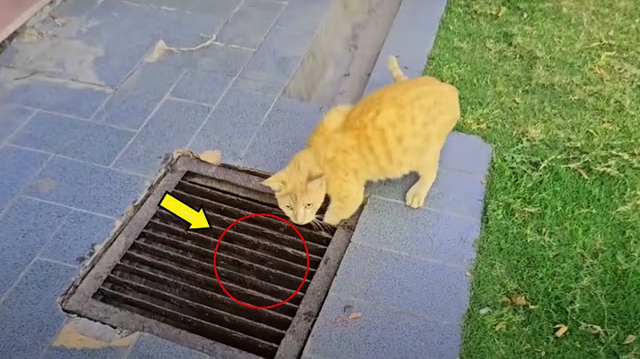Die Katze starrte stundenlang in den Gully – was man darin fand, schockierte alle zutiefst!