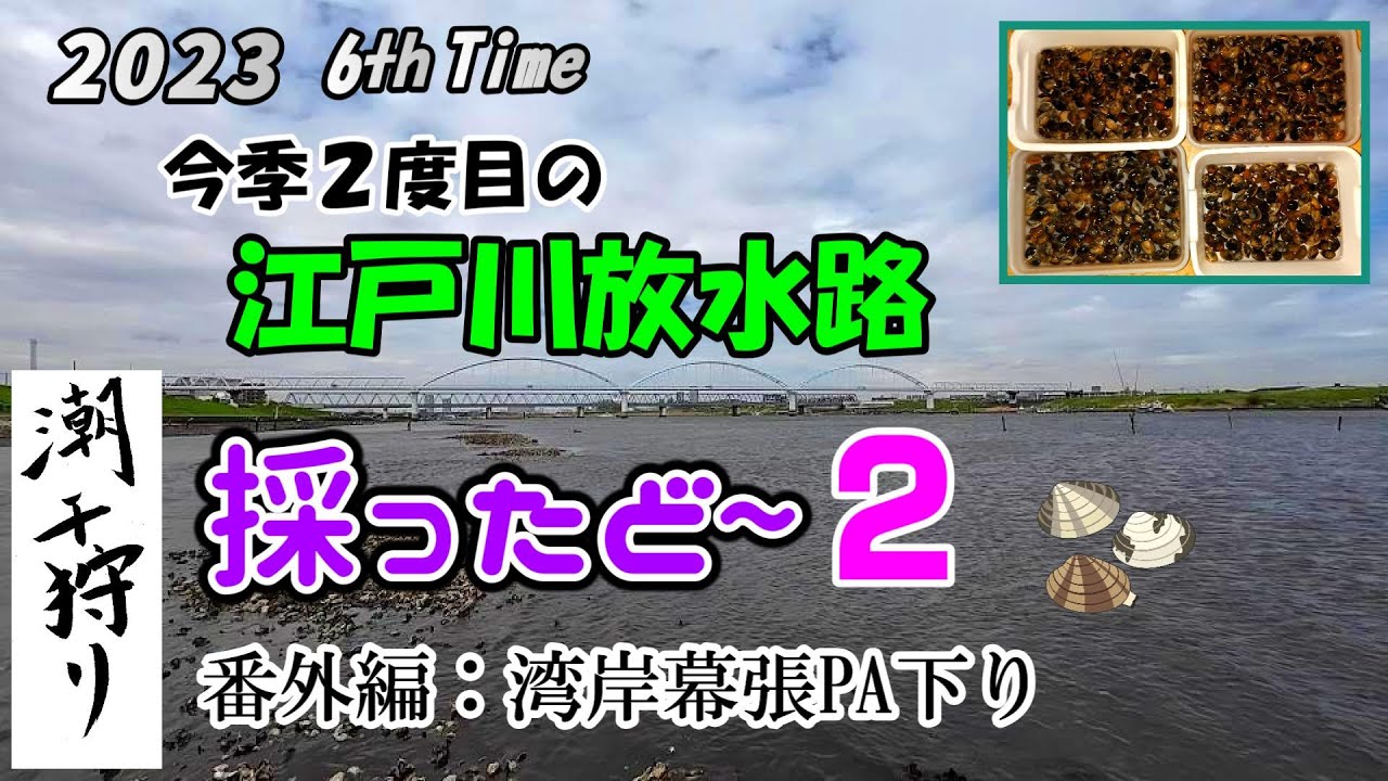 【潮干狩り】２度目の江戸川放水路 4月上旬 旨いアサリ採れます😊