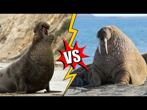 Video: Adakah anjing laut gajah ditipu?
