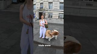 Viola Made A New Friend youtubeshorts shorts husky goldenretriever london gopro fyp pet