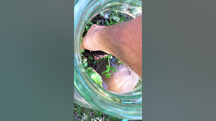 J'ai fabriquer un terrarium chez moi 🌱 #DIY #Terrarium