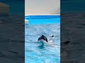 アゲ&uarr;なシャチ #ララ #鴨川シーワールド #Shorts #パプリカダンス #orca #killerwhale #Schwertwal #虎鲸 #kamogawaseaworld