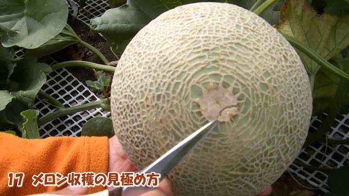 メロン食べ頃の見極め方 見分け方 Flv Youtube メロン食べ頃の見極め方 見分け方 Flv Youtube