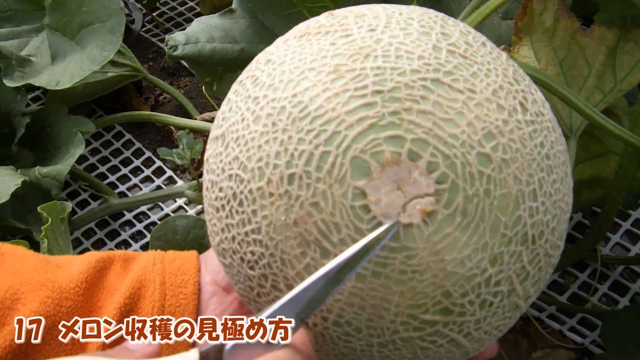 17 メロン収穫の見極め方 判断 判定方法 寺坂農園 北海道 富良野 Youtube