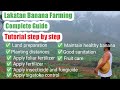 Lakatan Banana farming Complete guide / Banana farming Tutorial